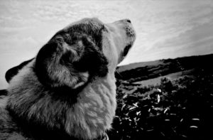 Old dog on a hillside, nose in the air, black and white